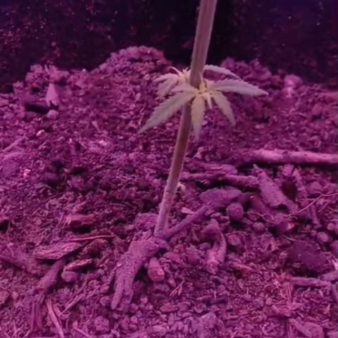 Nr 4 growlog timeline photo