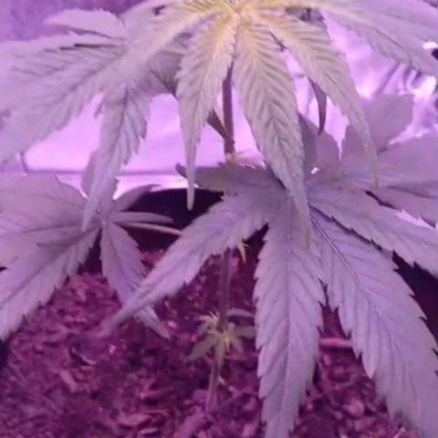 Nr 4 growlog timeline photo