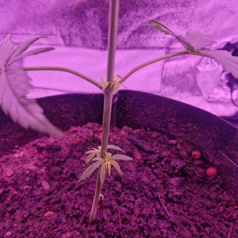 Nr 4 growlog timeline photo