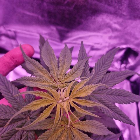Nr 4 growlog timeline photo