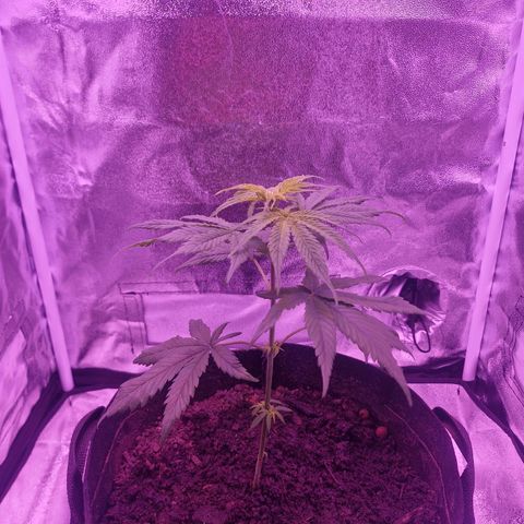 Nr 4 growlog timeline photo