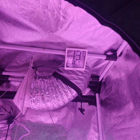 Nr 4 growlog timeline photo