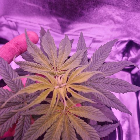 Nr 4 growlog timeline photo