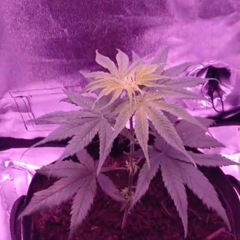 Nr 4 growlog timeline photo