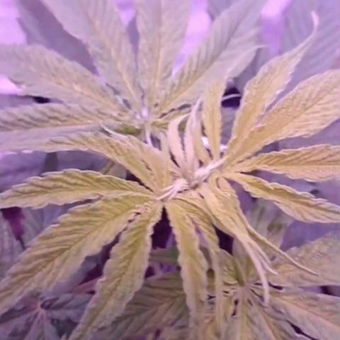 Nr 4 growlog timeline photo