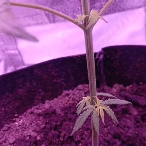 Nr 4 growlog timeline photo