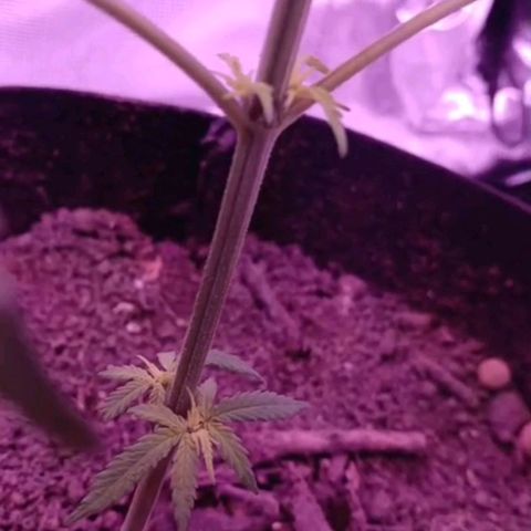 Nr 4 growlog timeline photo