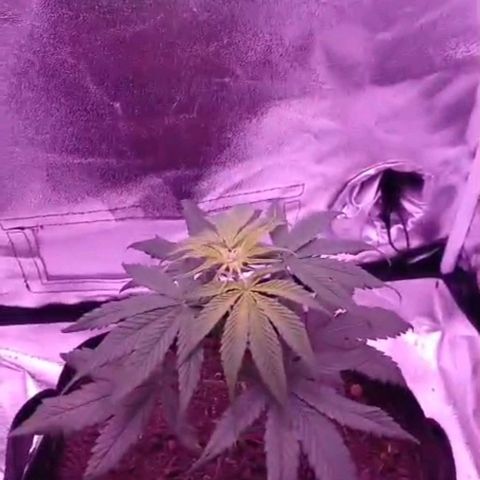 Nr 4 growlog timeline photo