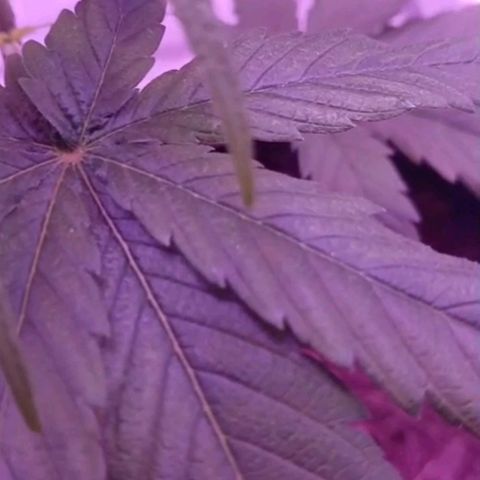 Nr 4 growlog timeline photo