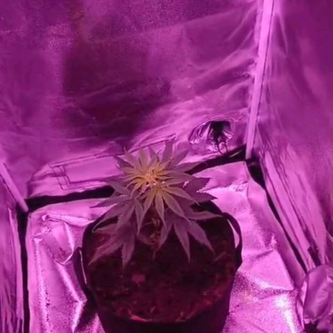 Nr 4 growlog timeline photo