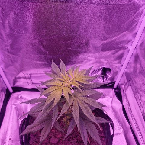Nr 4 growlog timeline photo