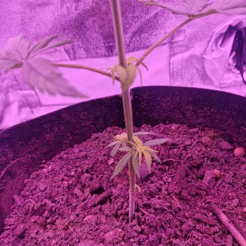 Nr 4 growlog timeline photo