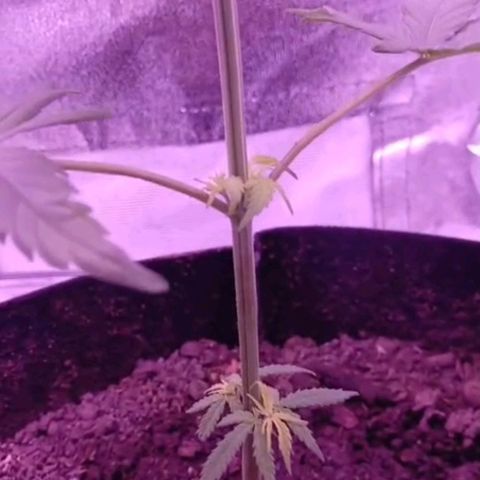 Nr 4 growlog timeline photo