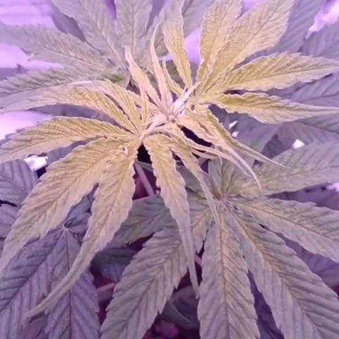Nr 4 growlog timeline photo