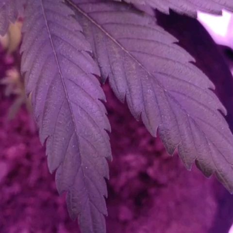 Nr 4 growlog timeline photo