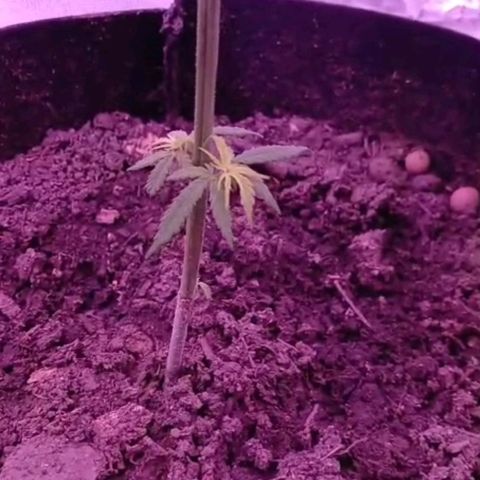Nr 4 growlog timeline photo