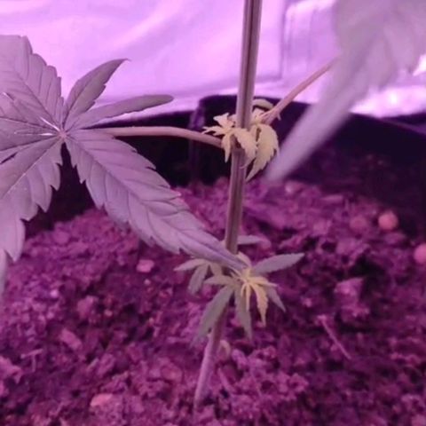 Nr 4 growlog timeline photo