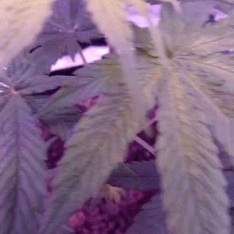 Nr 4 growlog timeline photo