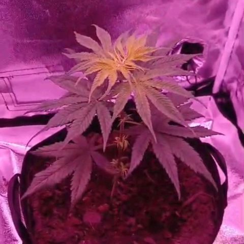 Nr 4 growlog timeline photo