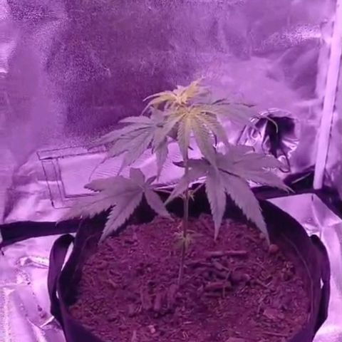 Nr 4 growlog timeline photo