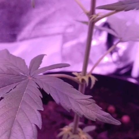 Nr 4 growlog timeline photo