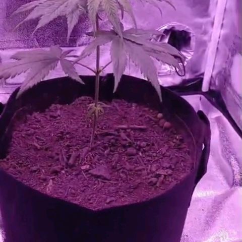Nr 4 growlog timeline photo