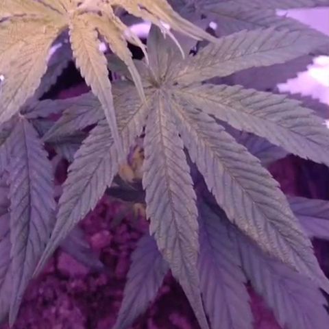 Nr 4 growlog timeline photo
