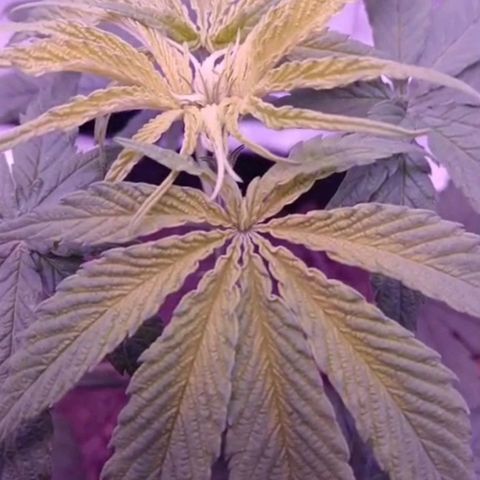 Nr 4 growlog timeline photo