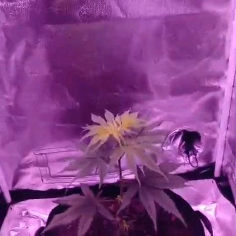 Nr 4 growlog timeline photo