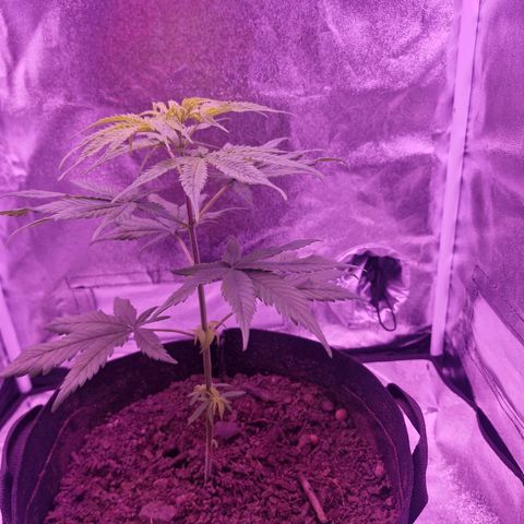 Nr 4 growlog timeline photo