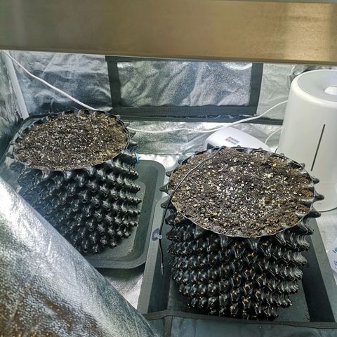 Auto Critical Mass growlog timeline photo