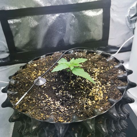 Auto Critical Mass growlog timeline photo