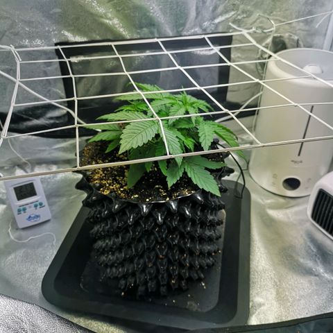 Auto Critical Mass growlog photo: Début LST