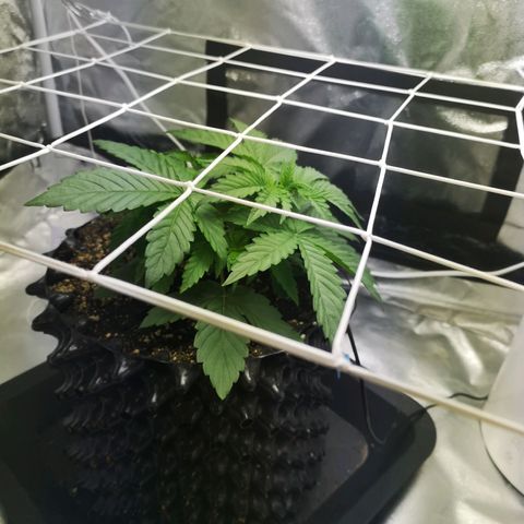 Auto Critical Mass growlog photo: Début LST