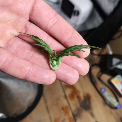 Auto Critical Mass growlog timeline photo