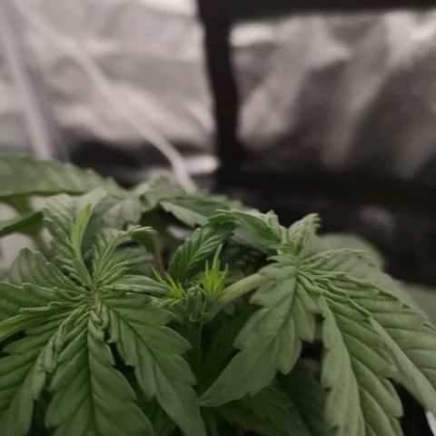 Auto Critical Mass growlog timeline photo