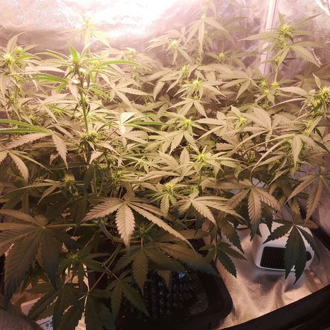 Auto Critical Mass growlog timeline photo
