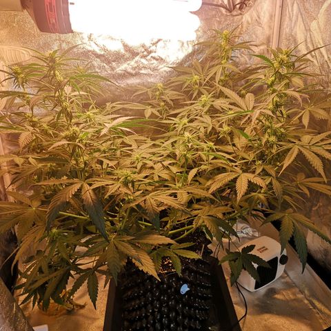 Auto Critical Mass growlog timeline photo
