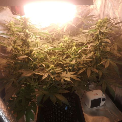 Auto Critical Mass growlog timeline photo