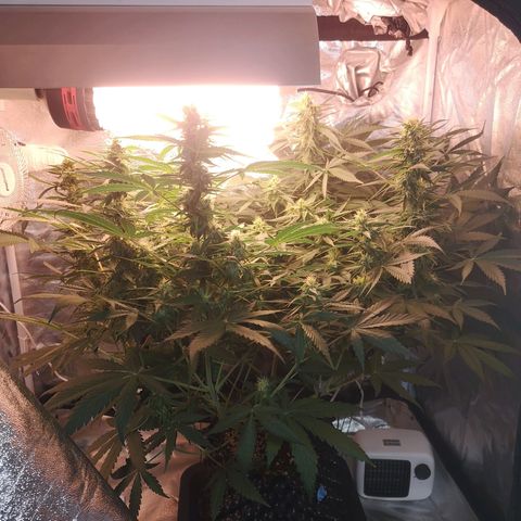 Auto Critical Mass growlog timeline photo