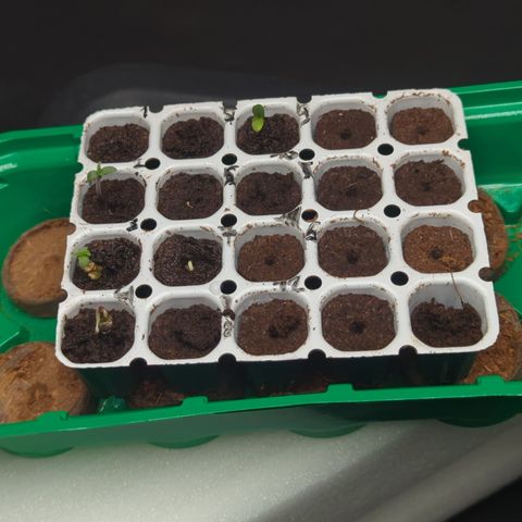 Green Gelato Automatic  #3 growlog photo: Nach 5 Tagen sieht es so aus,6 von 10 sind da.Ich bin zuversichtlich, dass noch1 oder 2 kommen 