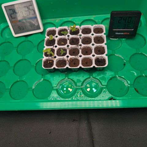 Green Gelato Automatic  #3 growlog photo: Das ist der Stand am 25.04.24.sehen schlecht aus 