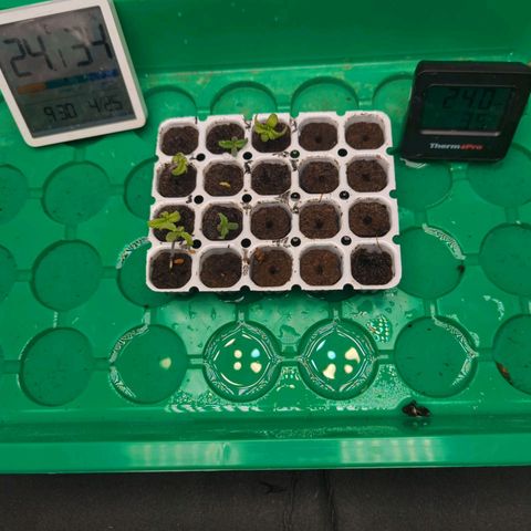 Green Gelato Automatic  #3 growlog photo: Das ist der Stand am 25.04.24.sehen schlecht aus 