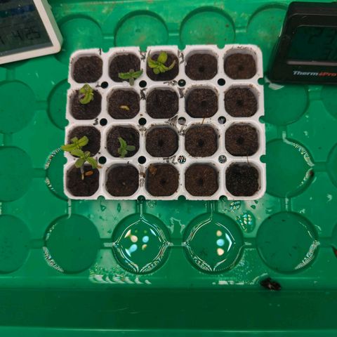 Green Gelato Automatic  #3 growlog photo: Das ist der Stand am 25.04.24.sehen schlecht aus 