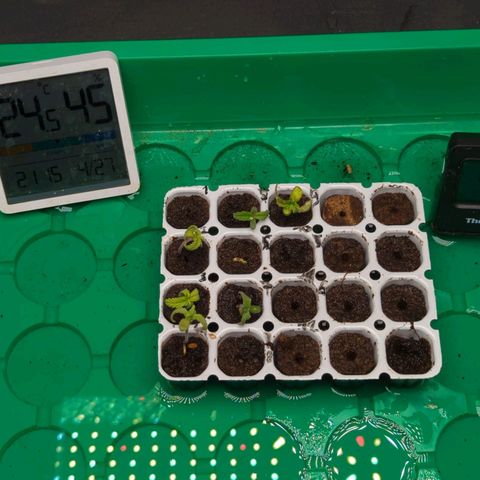 Green Gelato Automatic  #3 growlog photo: Morgen werden sie umgetopft 
