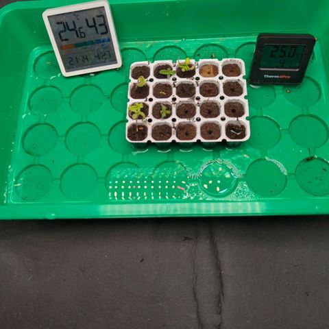 Green Gelato Automatic  #3 growlog photo: Morgen werden sie umgetopft 

