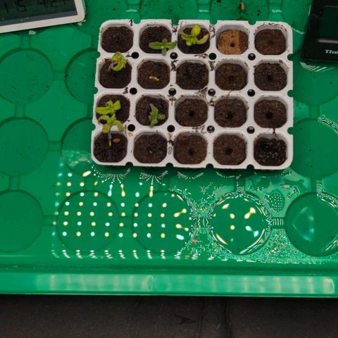 Green Gelato Automatic  #3 growlog photo: Morgen werden sie umgetopft 
