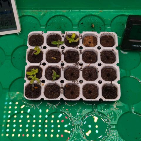 Green Gelato Automatic  #3 growlog photo: Morgen werden sie umgetopft 

