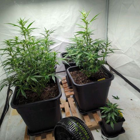 Green Gelato Automatic  #3 growlog photo: Green Gelato Automatic Nr..3