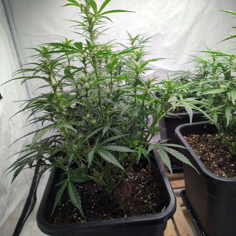 Green Gelato Automatic  #3 growlog photo: Green Gelato Automatic Nr..3